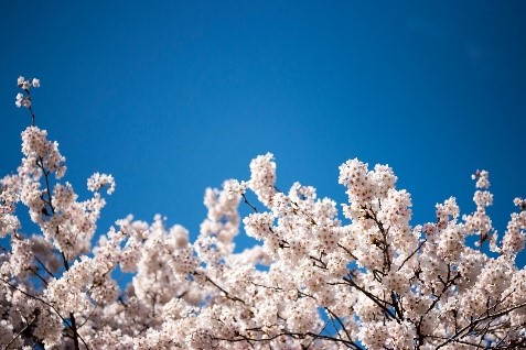 UW cherry blossoms 